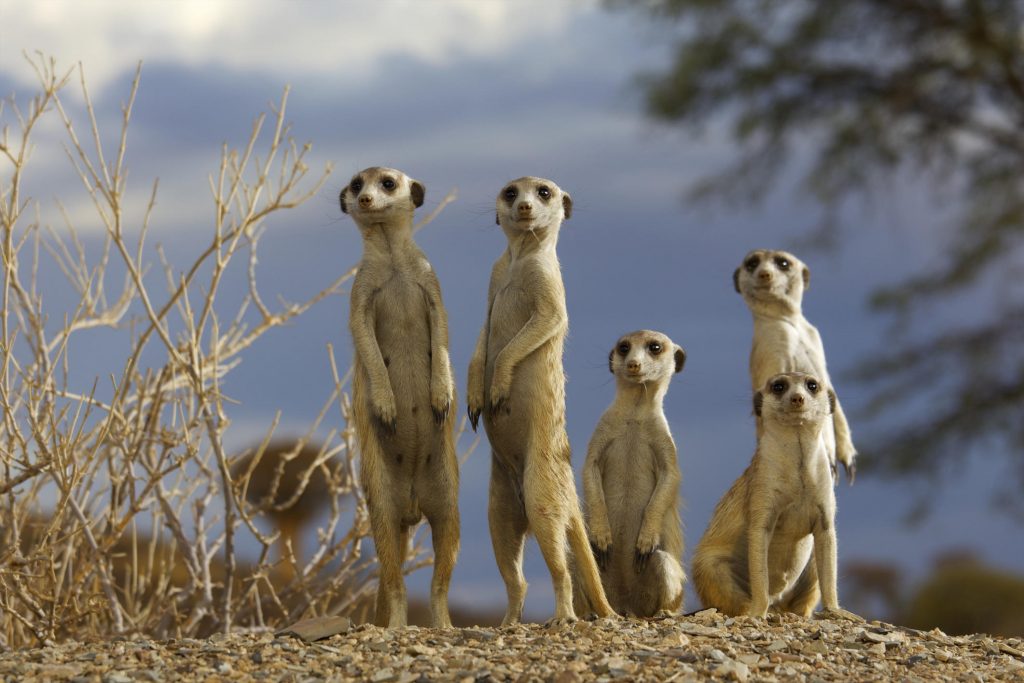 A low angle view of five Meerkats