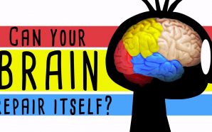Beyniniz kendini yenileyebilir mi?