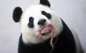 Daha Önce Hiç Yeni Doğmuş Bir Panda Gördünüz Mü?