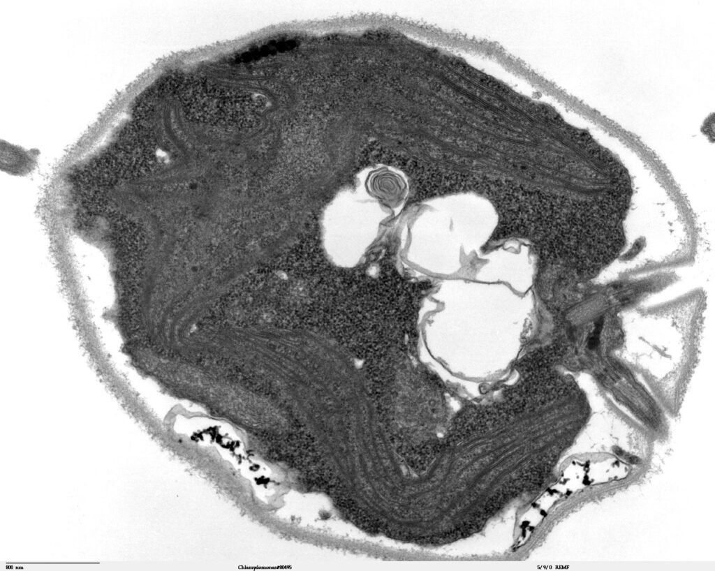 Chlamydomonas alginin geçirimli elektron mikroskobu (TEM) görüntüsü