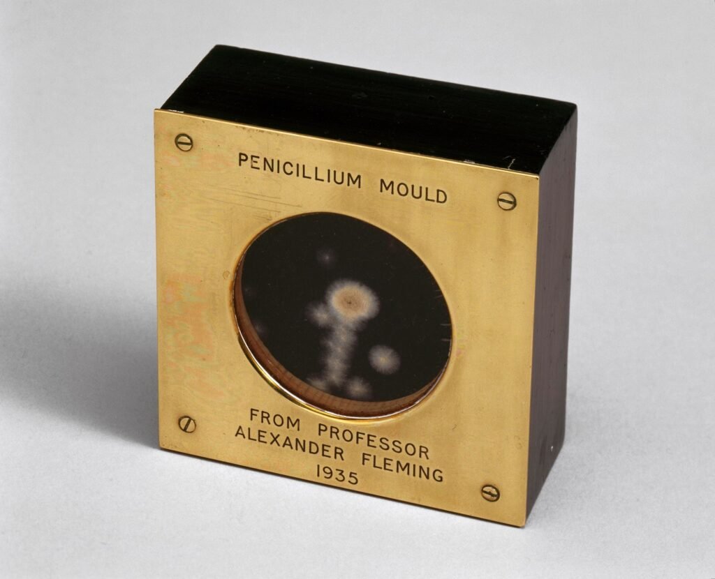 Alexander Fleming’in 1935’te hediye ettiği penisilin küfü örneği