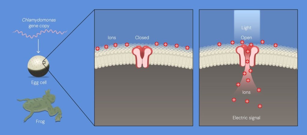 Chlamydomonas genleri kurbağa yumurtasına aktarılınca ışıkla açılan iyon kanalları oluşuyor