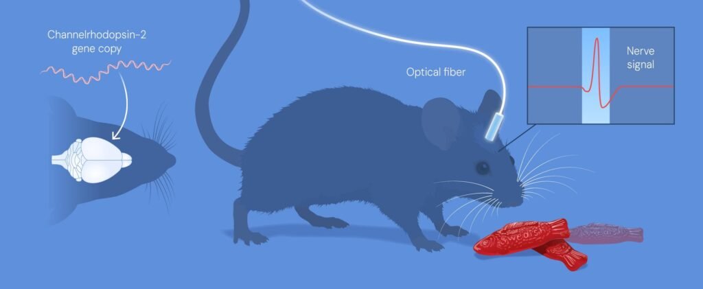 Optik fiberle beyni aydınlatılan farede bıyık hareketi tetikleniyor